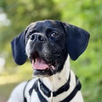 Sangria  - Pointer, lieb und verträglich, Hündin zur Adoption