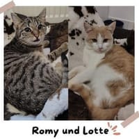 Zwei Seelen auf Samtpfoten, Katze zur Adoption