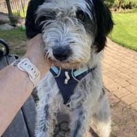 Hübscher lieber Rudi sucht Zuhause❤, Hund zur Adoption