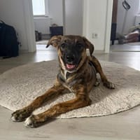 Marla sucht ihr Zuhause, Hündin zur Adoption