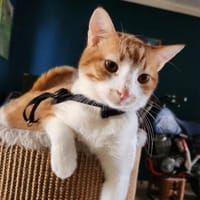 den Traumkater findest du in Meerbeck, Kater zur Adoption