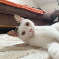 Unsere zarte Katzenseele Donna, Katze zur Adoption