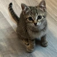 Dori sucht ein liebevolles Zuhause, Katze zur Adoption