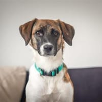 Kimmy - wartet in 89257 Illertissen, Hündin zur Adoption