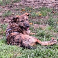 Linus sucht sein Zuhause, Hund zur Adoption
