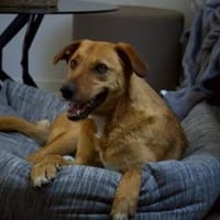 Tamilo, sanfter Rüde, 4Jahre in 85604, Hund zur Adoption