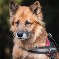 Timosha❤sucht Pflege- oder Endstelle, Hund zur Adoption