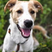 Chip  Schlauer Jungspund, Hund zur Adoption