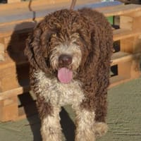 Ängstlicher Caspar sucht seine Menschen, Hund zur Adoption