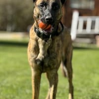 Keanu, lernwilliger Mali-Mix, ca. 2 Jahr, Hund zur Adoption