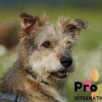 Filou auf Pflegestelle, Hund zur Adoption