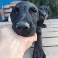 Bia, verspieltes Hundemädel, ca. 5 Monat, Hündin zur Adoption