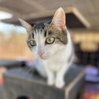 Manchitas die Unkomplizierte, Katze zur Adoption