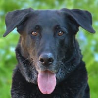 BALDUR - smarter Charmeur, Hund zur Adoption
