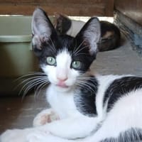Doppeltes Fleckenglück sucht Zuhause, Katze zur Adoption