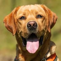 MR. SAM - bildhübscher Labrador-Bub, Hund zur Adoption