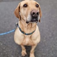 Salvato sucht Menschen,die ihn verstehen, Hund zur Adoption