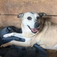 Suzy, Hündin zur Adoption