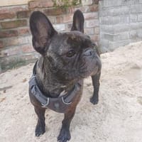 Lotti sucht ihr Traumschloss, Hündin zur Adoption