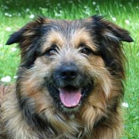 SLY - menschenbezogen&sensibel, Hund zur Adoption
