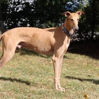 Timón - charmanter Galgo sucht dich, Hund zur Adoption