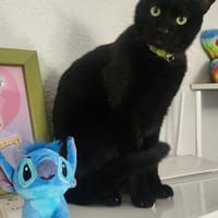 Lacknase Milo in Stockstadt(ALO), Kater zur Adoption
