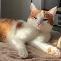 LINO, Kater zur Adoption