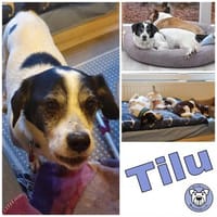TILU * liebt es gemütlich und ruhig, Hund zur Adoption