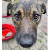 Tiny - wartet in 45478 Mülheim, Hund zur Adoption