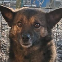 NEO - ruhiger Schatz sucht ein Zuhause, Hund zur Adoption