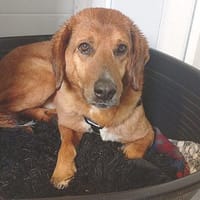 ❤ wundervoller Familienhund ZUCO ❤, Hund zur Adoption