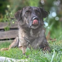 LUCY - süße Hundeschnute sucht Zuhause, Hündin zur Adoption