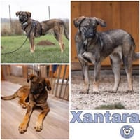 XANTARA -Fröhlich & sportlich-, Hündin zur Adoption