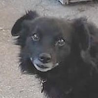 ❤ MOLLY - besonderer Schatz ❤, Hündin zur Adoption