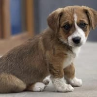 Muffin wartet in 82284 auf DIch, Hündin zur Adoption