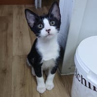 Witzbold Jonny sucht Zuhause, Kater zur Adoption