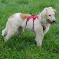 Lustige Lily - 77654 Offenburg, Hündin zur Adoption