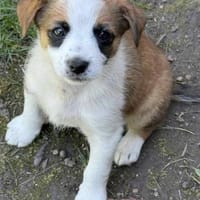 Maya die kleine zarte in 82284, Hündin zur Adoption