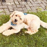 Sunny - wartet in 35619 Braunfels, Hund zur Adoption