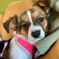 kleine feine Lora, Hündin zur Adoption