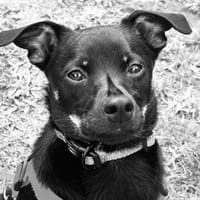 Chihuahuamix-Rüde, 6 Monate, Hund zur Adoption