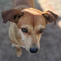 Moca - Sonnenschein - VORGEMERKT, Hündin zur Adoption
