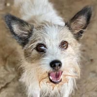 Nicola, geb 01/23,53902 Bad Münstereifel, Hündin zur Adoption