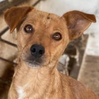 Allya, geb. ca.02/2024, 20457 Hamburg, Hündin zur Adoption
