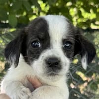Annika, geb. 04/2025, 51427 Bergisch Gl., Hündin zur Adoption