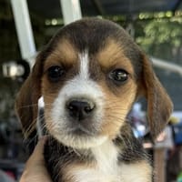 Darla, geb. ca. 04/2025, 50765 Köln, Hündin zur Adoption