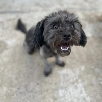 Frieda sucht liebevolles zu Hause, Hündin zur Adoption