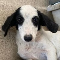 Malley, geb. 04/2025, 39108 Magdeburg, Hündin zur Adoption