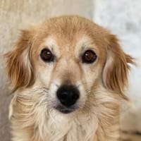 Lotus, geb. ca. 04/2024, 30655 Hannover, Hund zur Adoption