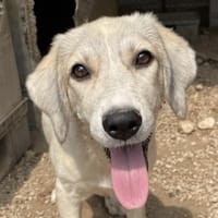 Limja, geb. ca. 04/2022, 35102 Lohra, Hündin zur Adoption